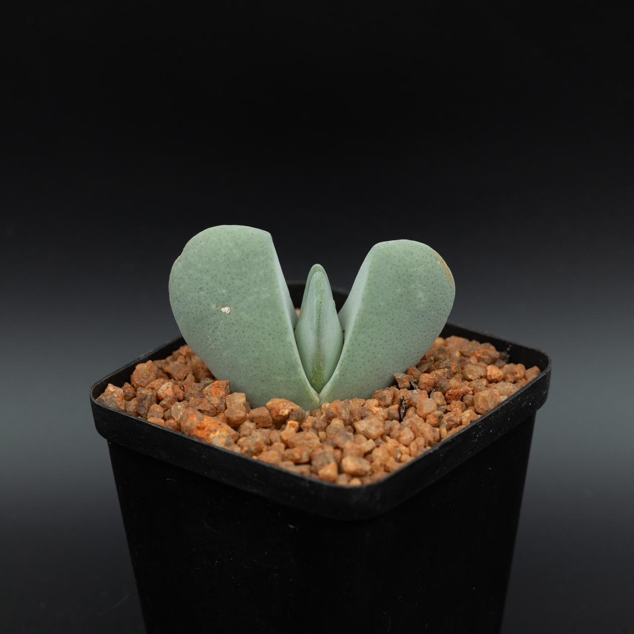 Cheiridopsis pilansii