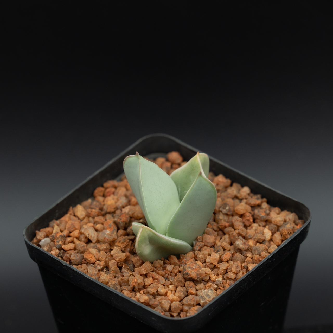 Conophytum herreanthus