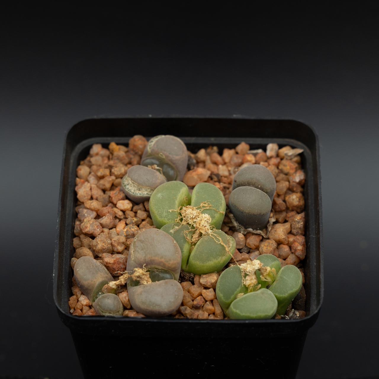 Conophytum praesectum