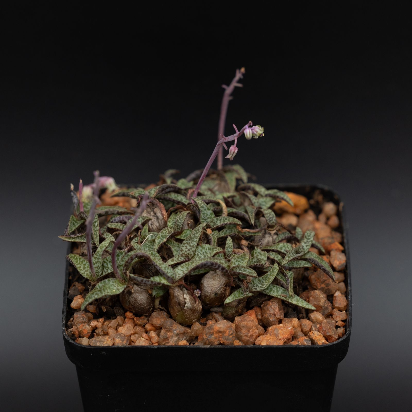 Socialis Ledebouria socialis minor | Jewels of the Veld
