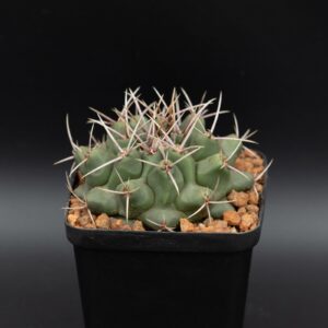 Thelocactus rinconensis 8cm