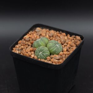Astrophytum asterias ASA24022601