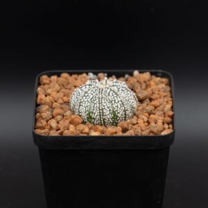 Astrophytum asterias ASA24022602