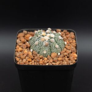 Astrophytum asterias ASA24022603