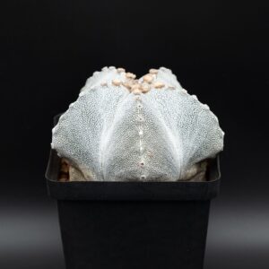 Astrophytum onzuka AON24022602