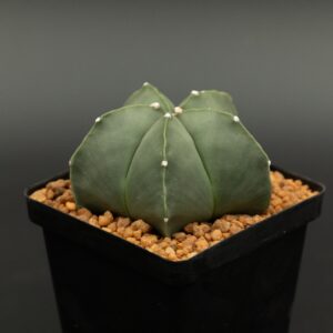 Astrophytum nudum 8cm