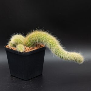 Cleistocactus colademononis gold CDE24022602